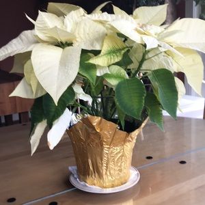 Meet your Posher, Monique